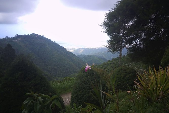 Blue Mountains, Port Royal and Kingston 2-Day Tour From Runaway Bay