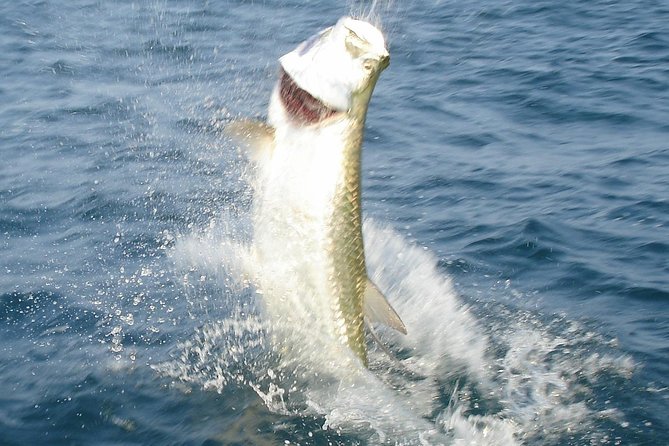 Boca Grande Inshore Fishing Charter - Exploring the Fishing Grounds