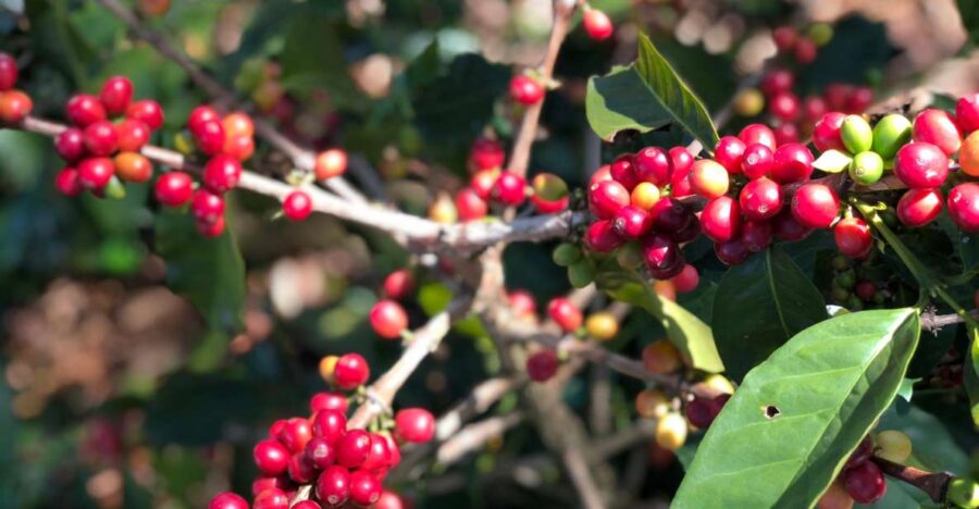 Bogota: Private Coffee Tour in Silvania - Coffee Farm - Tour Overview and Pricing