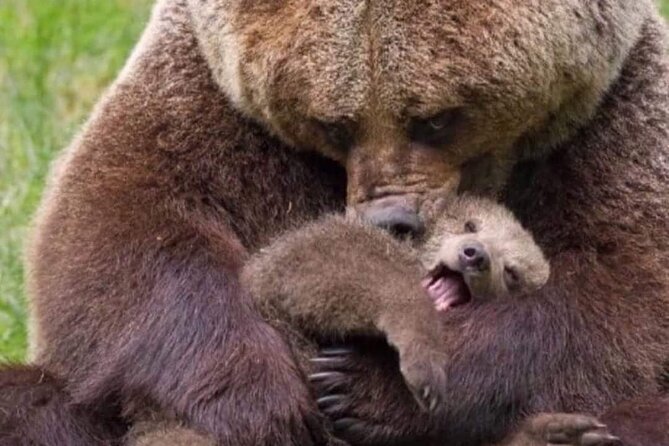 Brown Bear Sanctuary Tour From Brasov Entrance Ticket Guaranteed