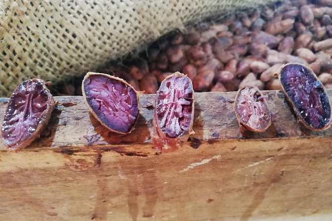 Cacao Indigenous Tour – Private Tour