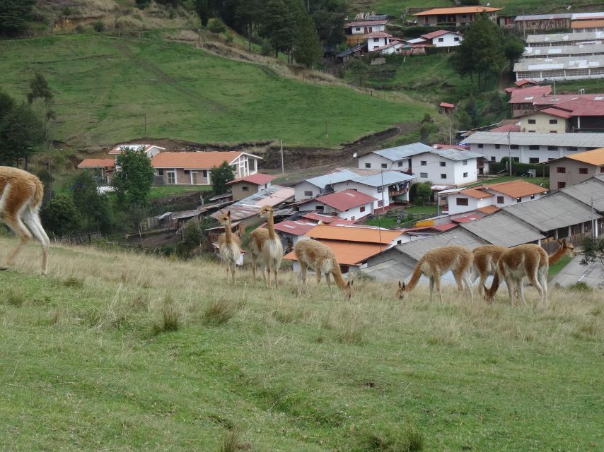 Cajamarca | Porcón Farm and Otuzco | - Key Points