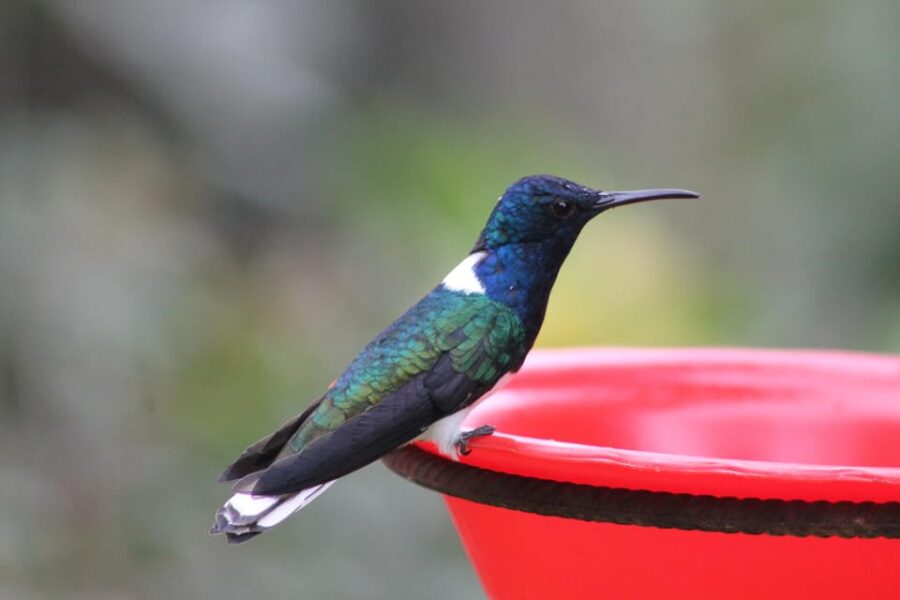 Cali: Hummingbirds Flying Freely Around You (No Enclosures!)