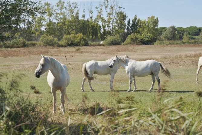 Camargue 4×4 Safari Day