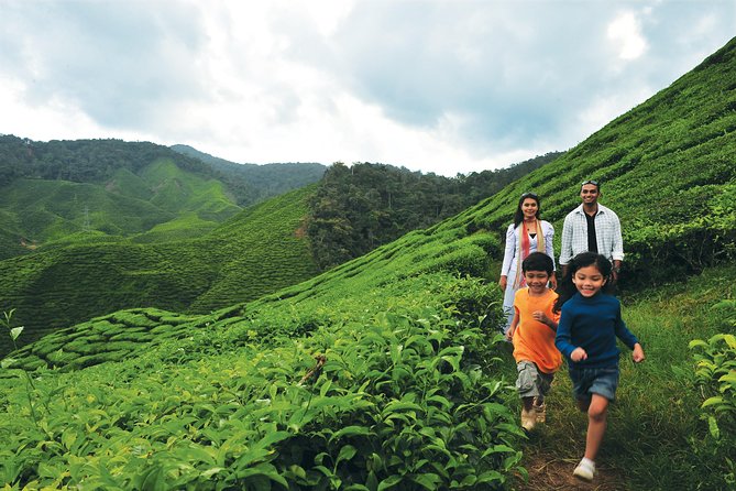 Cameron Highlands Full Day Tour (Pick up From Kuala Lumpur)