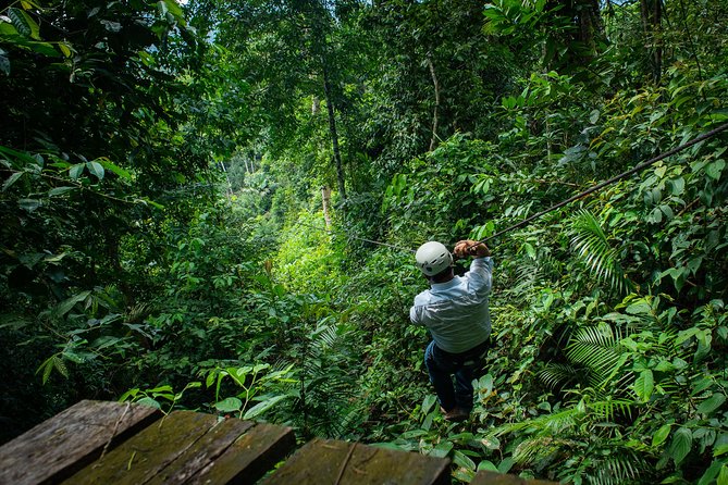 Canopy in the Jungle