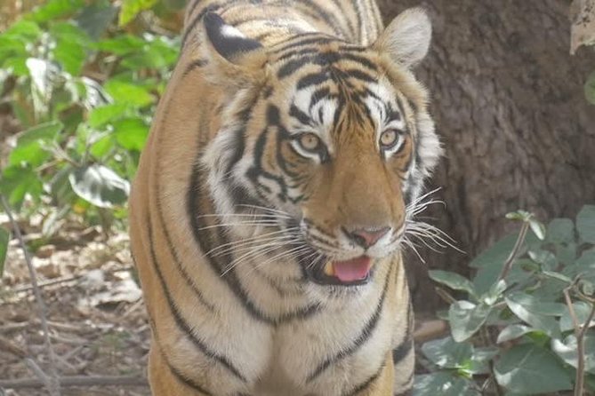 Canter Safari-Ranthambore National Park