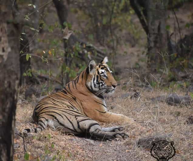 Canter Safari: Skip the Line Entry Ranthambore National Park