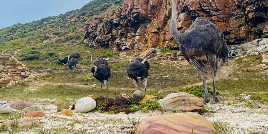 Cape Peninsula: Penguin Paradise Guided Group Tour