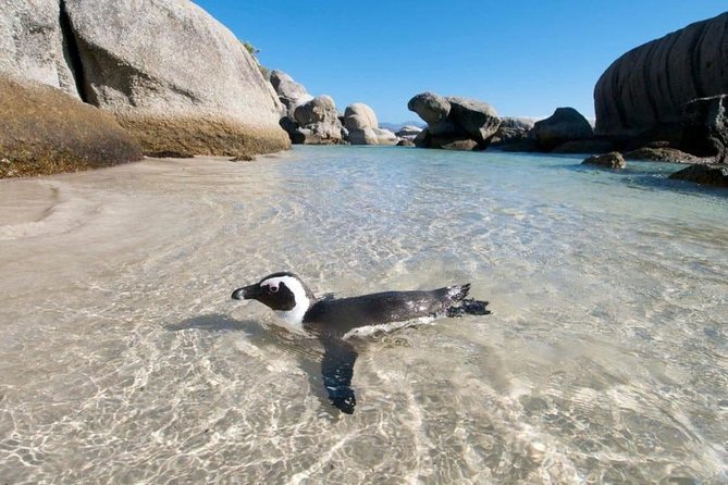 Cape Peninsula Tours