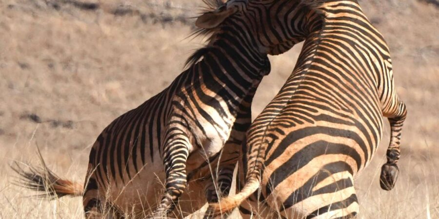 Cape Town: 2-Day Safari at 4-Star Garden Route Game Lodge