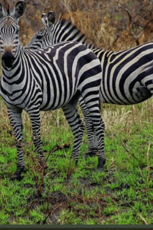 Cape Town : Aquilla Private Game Reserve Sunset Safari
