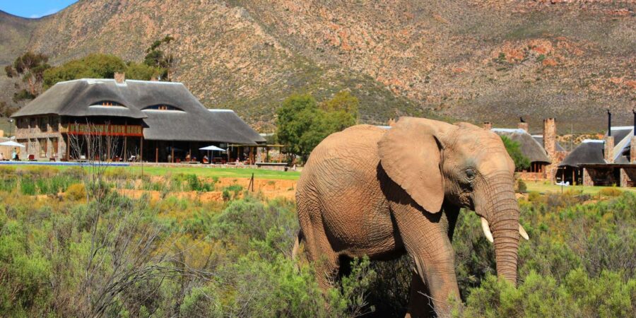 Cape Town: Big Five Safari Game Drive (Optional Wine Tasting