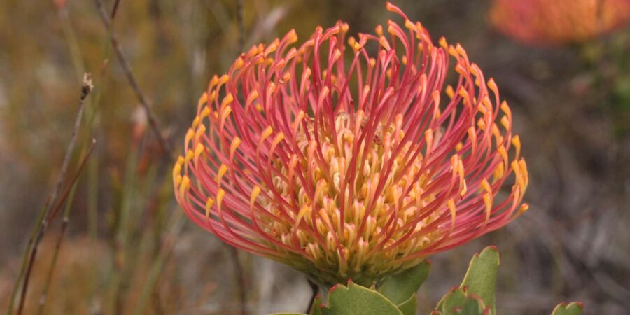 Cape Town: Cape Peninsula and Winelands Private Tour