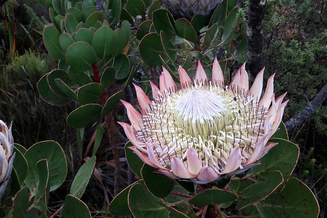 Cape Town Hike Table Mountain via Kasteels Poort Morning Tour - Tour Overview
