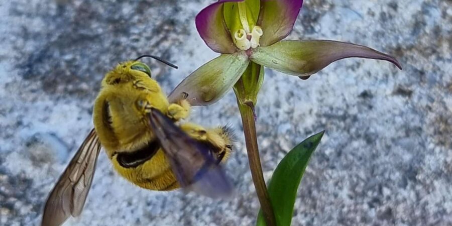 Cape Town: Table Mountain Famous Fynbos Flower Walk - Key Points
