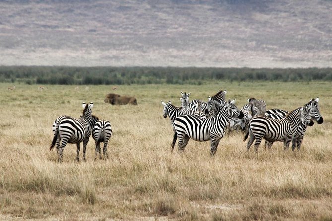 Cape Town – The Best of Aquila Safari Tour