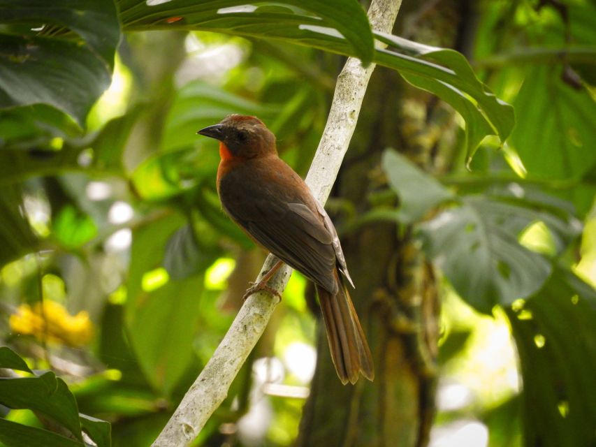 Cartagena: Private Bird-Watching Tour With Breakfast
