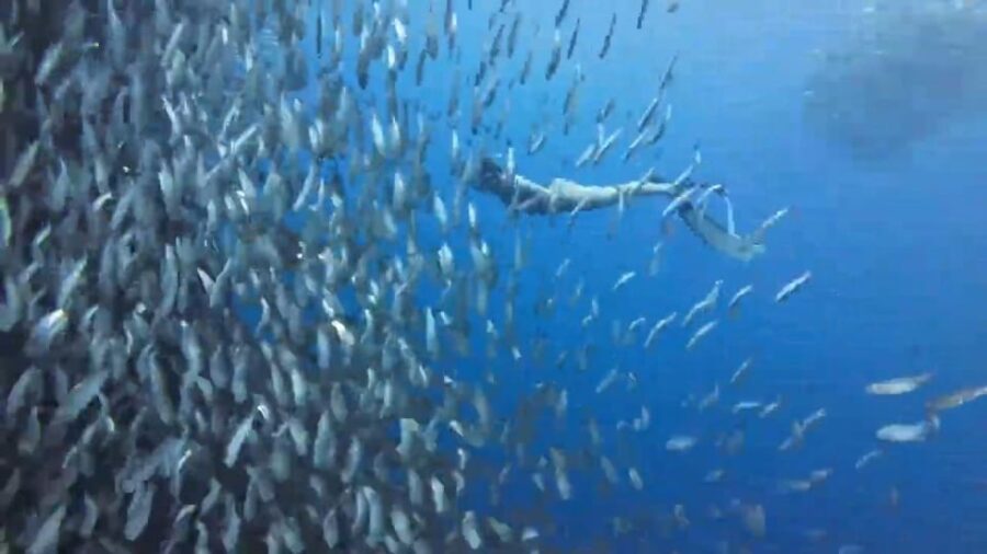 Cebu:A 2-Day Journey Through South Coastal Treasures