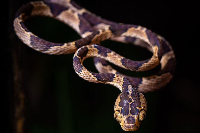 Chachagua Rainforest Night Walk Tour - What to Expect