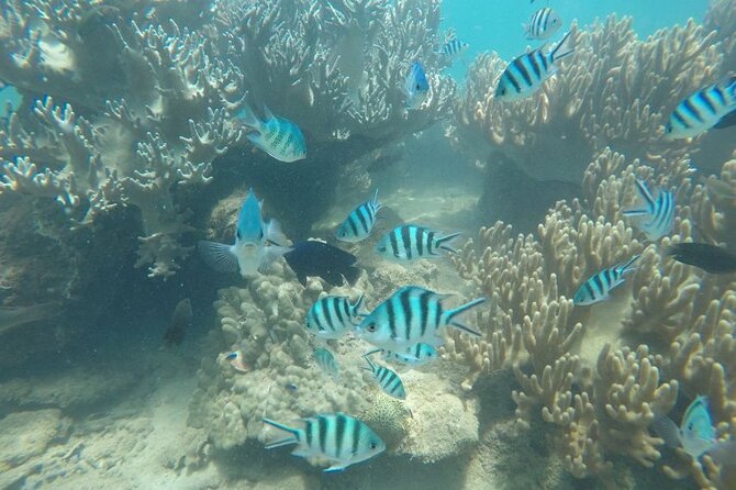Cham Island Exploration Tour and Swimming With Local Guide