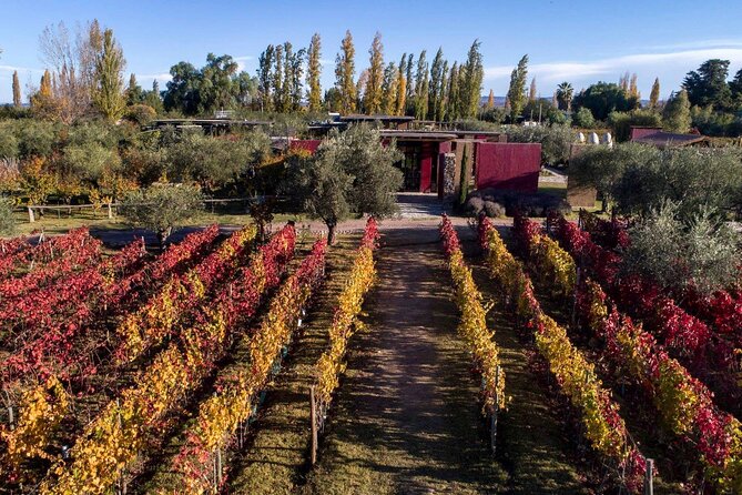 Chandon Winery + Enemigo Lunch (Michelin Guide). Transfer Included