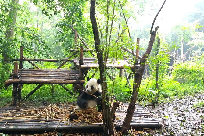 Chengdu Impressions Tour of Sichuan Cuisine Museum and Giant Pandas