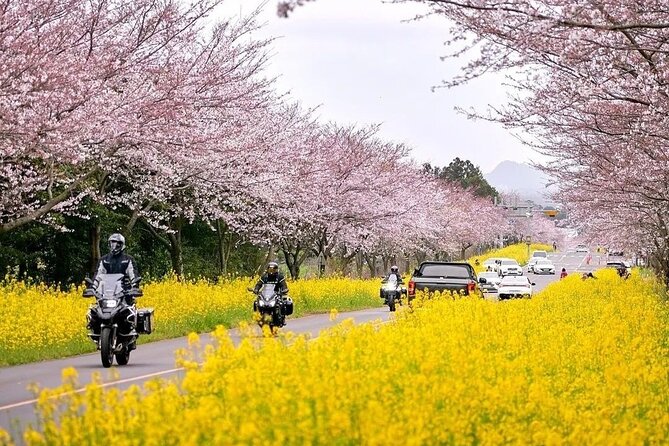 Cherry Blossom East Day Tour in Jeju