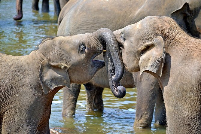 Child-Oriented Family Tour in Sri Lanka & Beach Holidays – by Minivan – 2 Weeks
