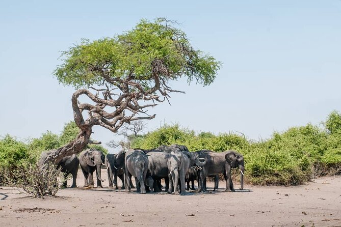 Chobe Full Day Trip