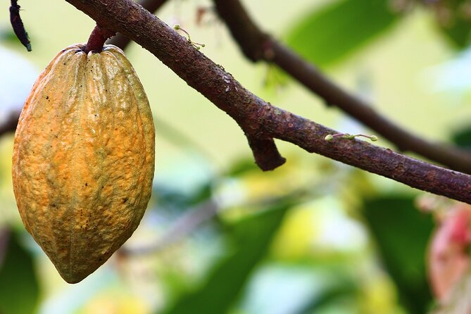Chocoserrano Chocolate Tour 1 Day — Santa Marta