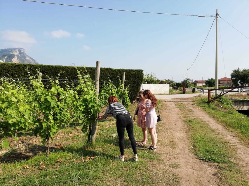 Cilento Wine: Tour & Tasting Experience