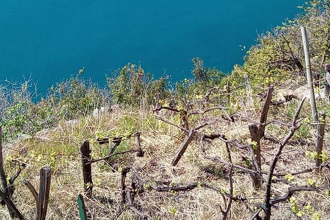 Cinque Terre Wine Tour and Tasting With the Somelier in Manarola