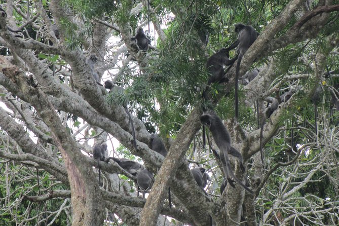 City, Batu Caves, Hot Spring, Silver Leaf Monkey & Fireflies Tour