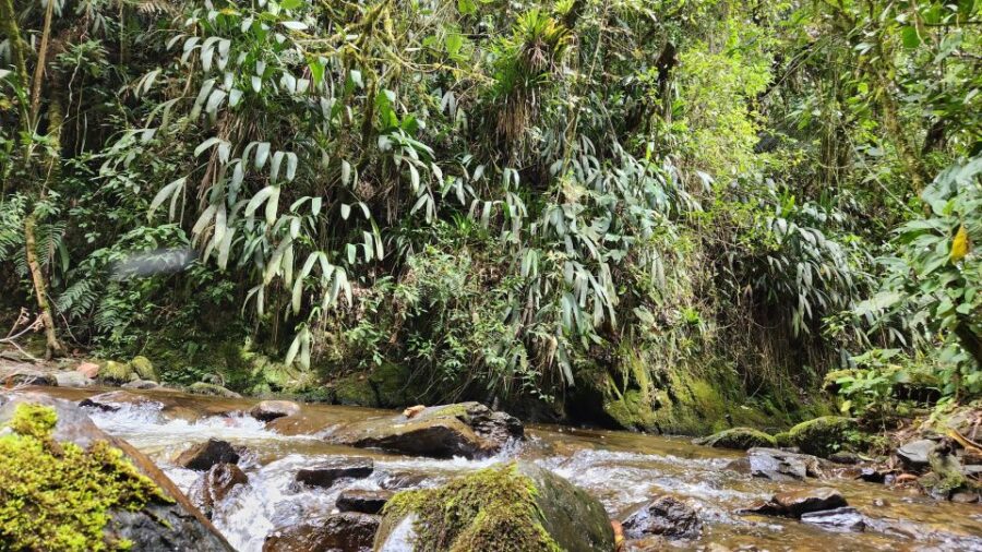 Cocora Valley: Route of the Hummingbirds + Breakfast & Lunch