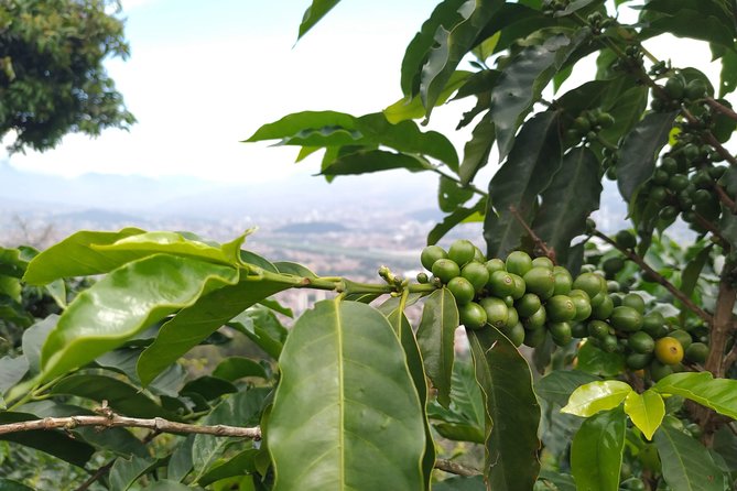 Coffee Experience – Coffee Tour in Medellin