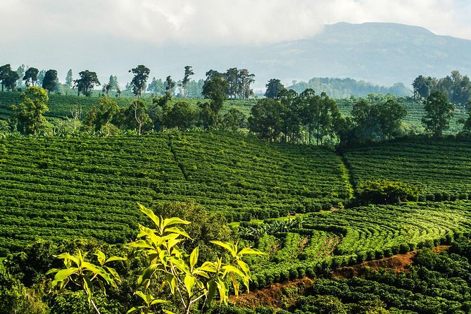 Coffee Tour + Poás Volcano Experience From San José