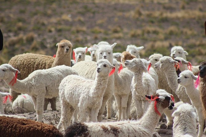 Colca Canyon – 2 Days / 1 Night