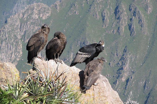 Colca Canyon Tour 2d Short Hiking + Overnight in Small Village Ending in Puno