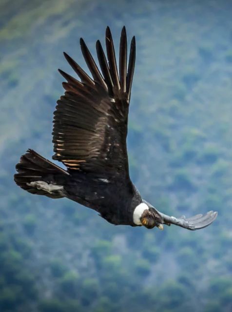 Colca Canyon Trekking 2 Days