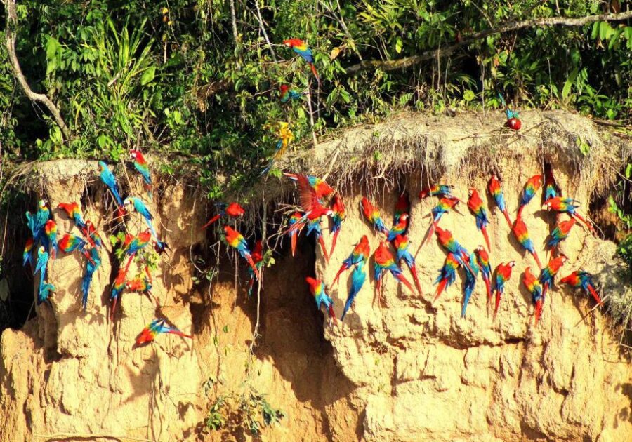 Collpa Guacamayo 2D Excursion | Jungle Sunset |