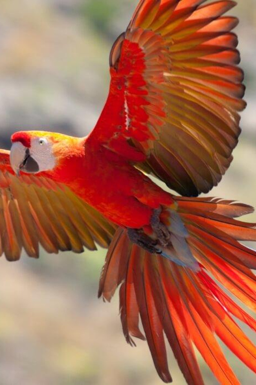 Collpa Guacamayo 2D Excursion | Jungle Sunset |
