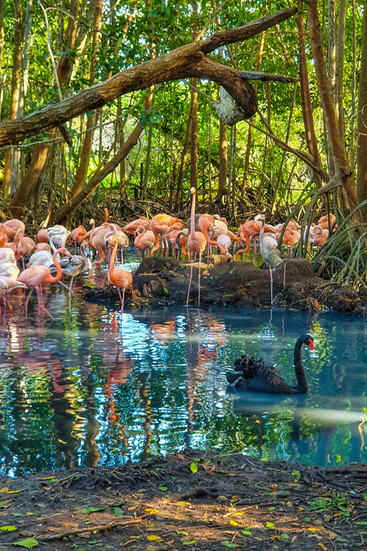Colombia Aviary: Entrance Fee With Lunch and Beach Day