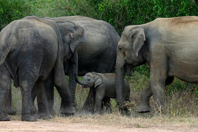 Colombo to Kandy,Ella & Yala 3 Day Tour
