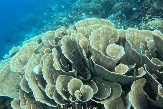 Coron Shipwrecks and Lusong Coral Garden Tour (Private / Shared) - Inclusions