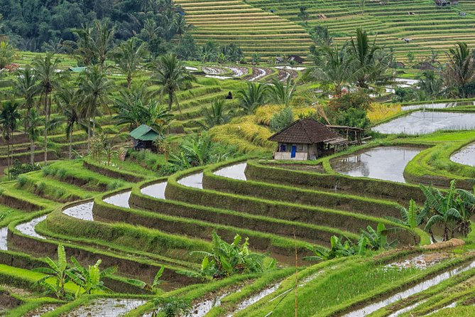 Country Side Of Bedugul And Tanah Lot Temple Tour
