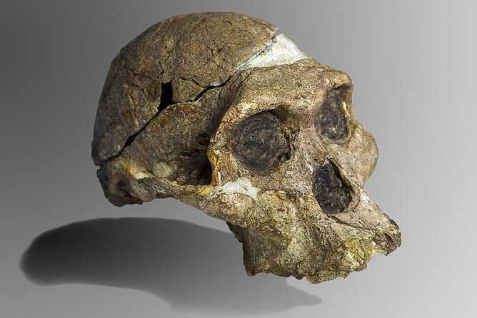 Cradle of Humankind Half Day Tour