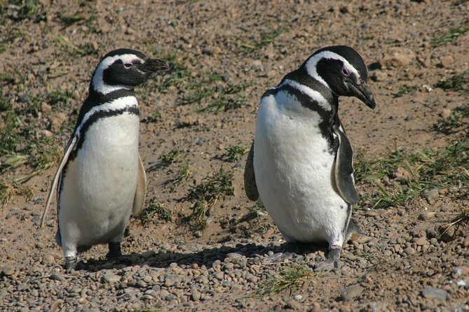 Cruise Shore Excursion Punta Tombo Tour - Puerto Madryn - Patagonia - Argentina