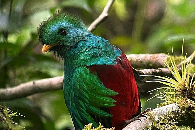 Curicancha Reserve Birdwatching Tour - Tour Overview