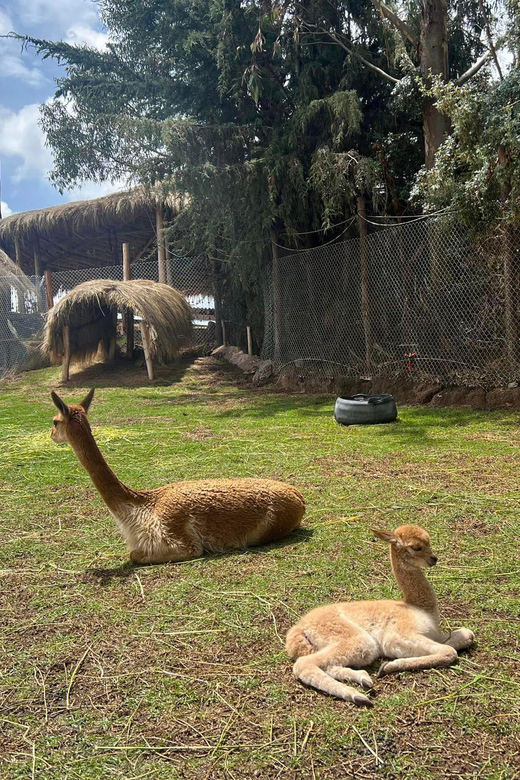 Cusco: Alpaca and Llama Farm Tour W/ Transfer & Weaving Demo - Tour Overview